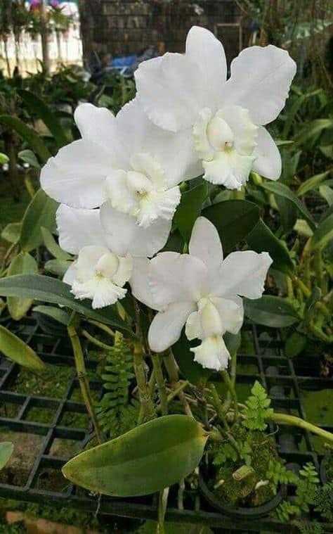 orquidea branca modelos