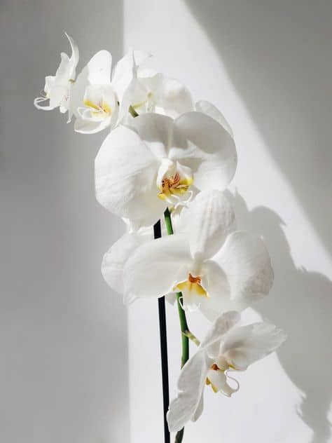 orquidea linda branca