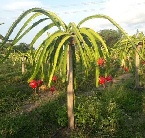 pitaya planta