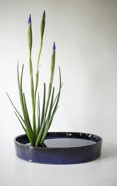 vaso azul com Ikebana