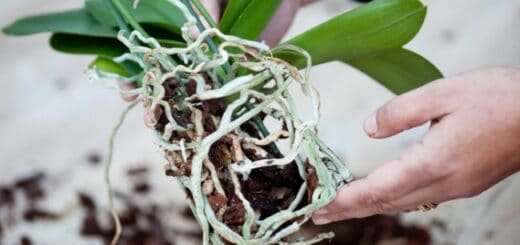 1 passo a passo para plantar orquidea Gardeners World