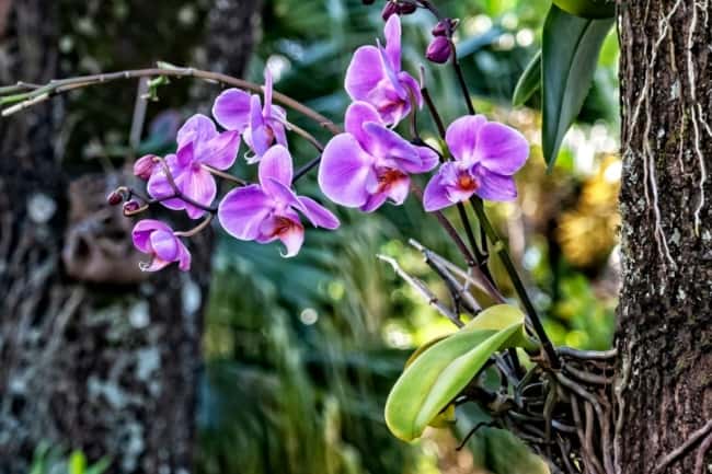 11 dicas para cultivo de orquidea em arvore Better Homes and Gardens
