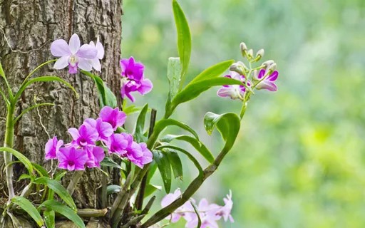 12 dicas para plantio de orquidea em arvore Casa Vogue