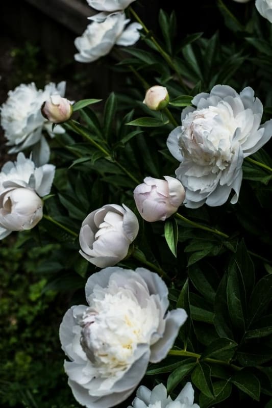 12 jardim com peonias brancas Pinterest