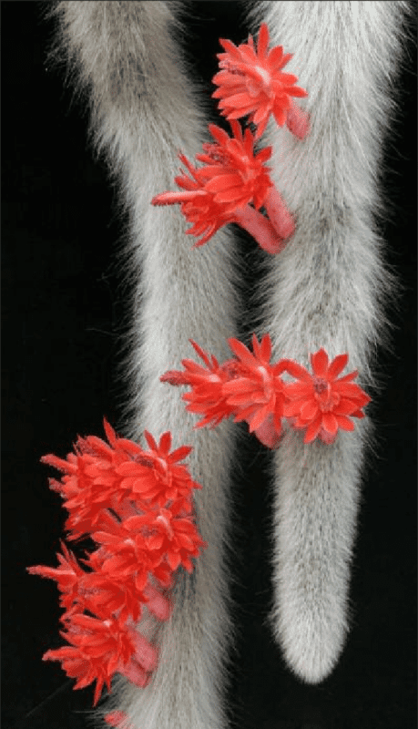 12 tipo de cacto com flor ResearchGate