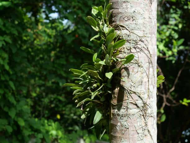 13 dicas para plantar orquidea em arvore iStock