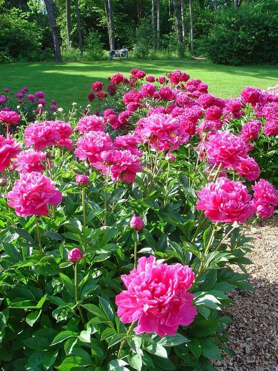 13 jardim com peonias pink Pinterest