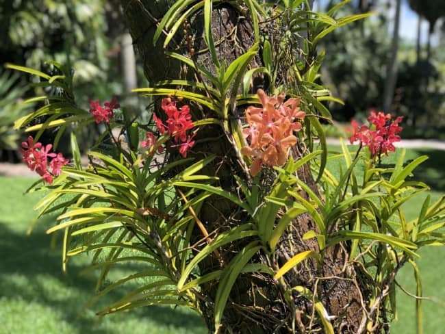 14 como plantar orquidea em arvore Fairchild Tropical Botanic Garden