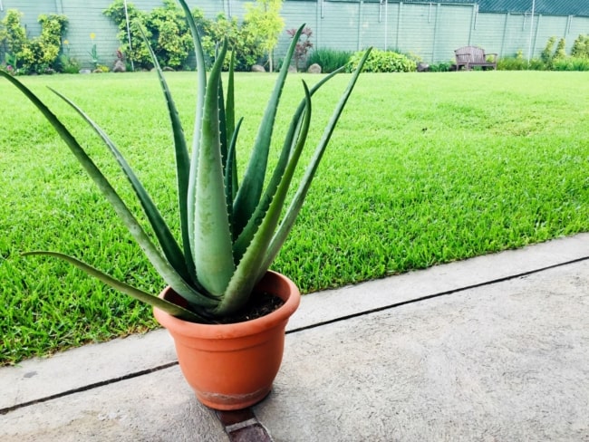 15 dicas de plantio de babosa Aloe Laboratories