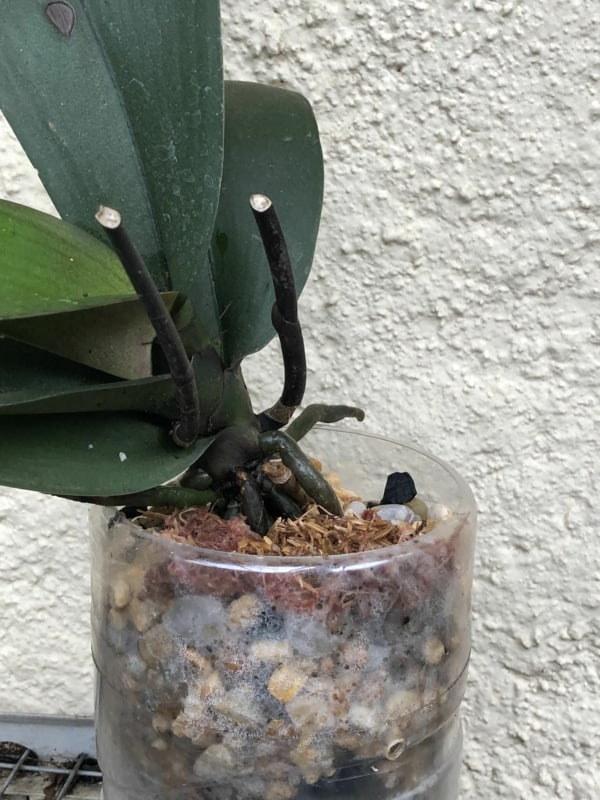 15 dicas para plantar orquidea em garrafa plastica Pinterest