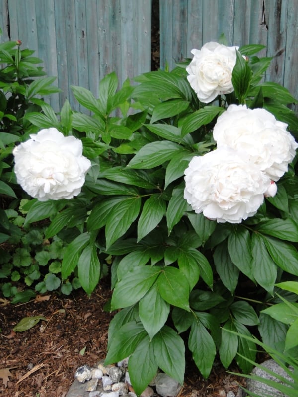 16 jardim com flores brancas de peonia Hydrangeas Blue