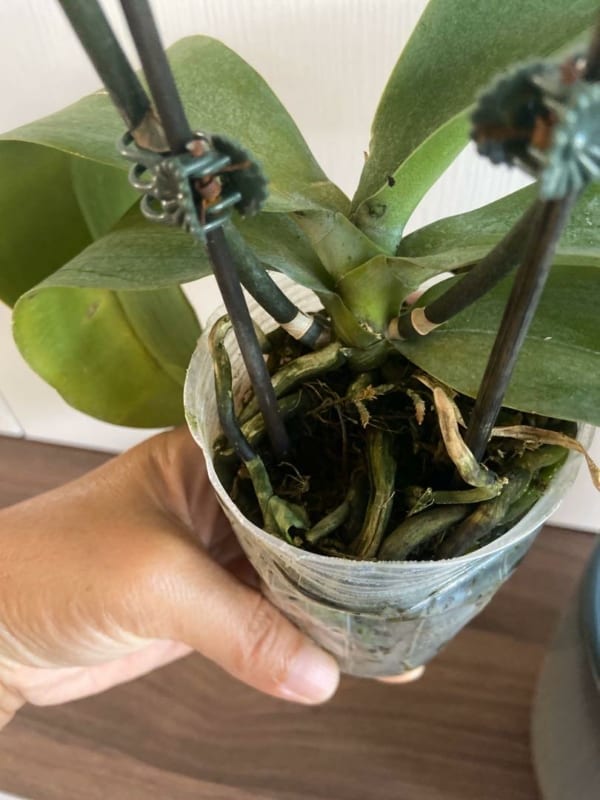 17 como plantar orquidea em garrafa pet Pinterest