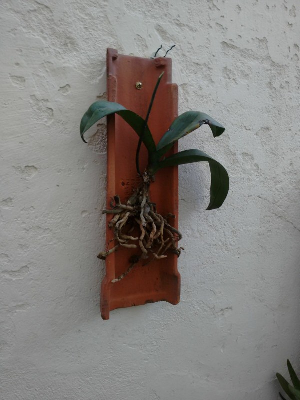 18 dicas para cultivar orquidea em telha Pinterest