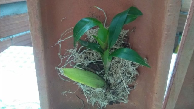 19 como plantar orquidea em telha Youtube Cida e a Natureza