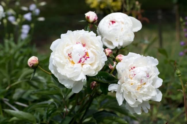 2 jardim com flores brancas de peonia Gardening Know How