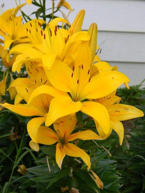 22 jardim com flores de lirio amarelo Pinterest