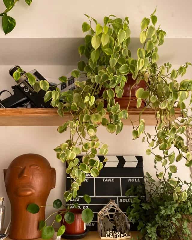 27 planta peperomia na decoracao Salateando