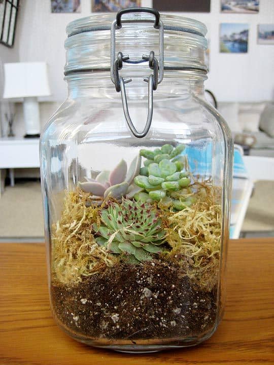 29 terrario de suculentas em pote de vidro Pinterest