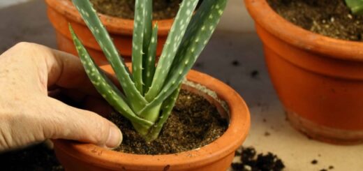 3 dicas para plantar babosa no vaso AZ Animals