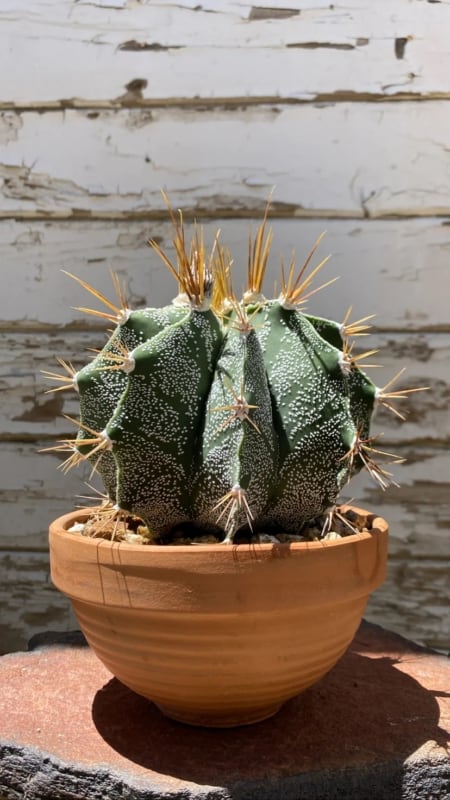 3 especie de cacto Coachella Valley Cactus Nursery