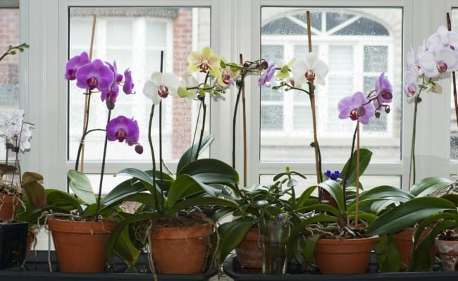 4 como plantar orquidea em vaso de barro MyDomaine