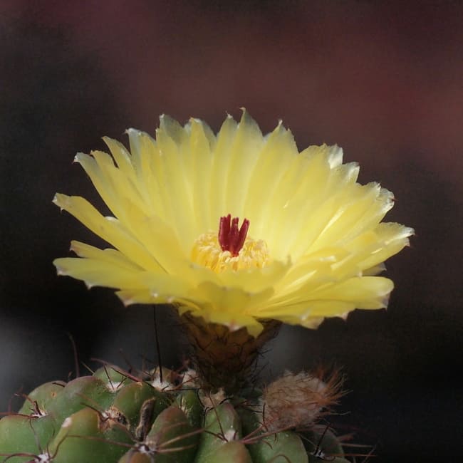 40 cacto com flor amarela Wikipedia