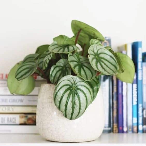 40 decoracao com planta peperomia Pinterest