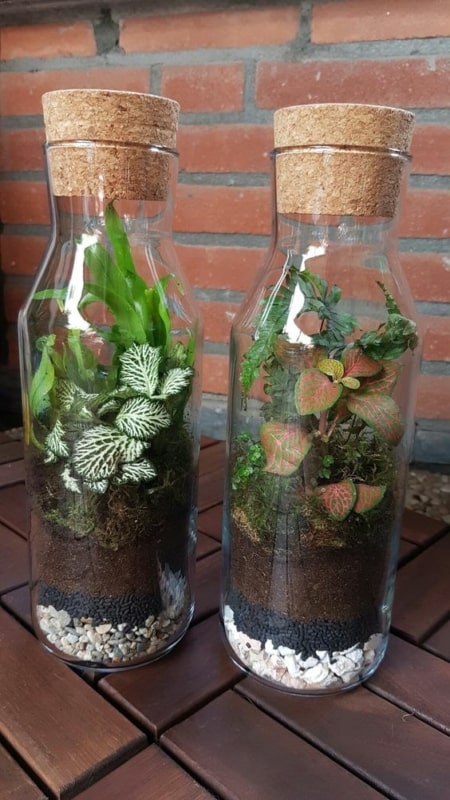 42 modelo de terrario em garrafa de vidro Pinterest