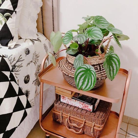 43 quarto decorado com vaso de peperomia melancia Pinterest