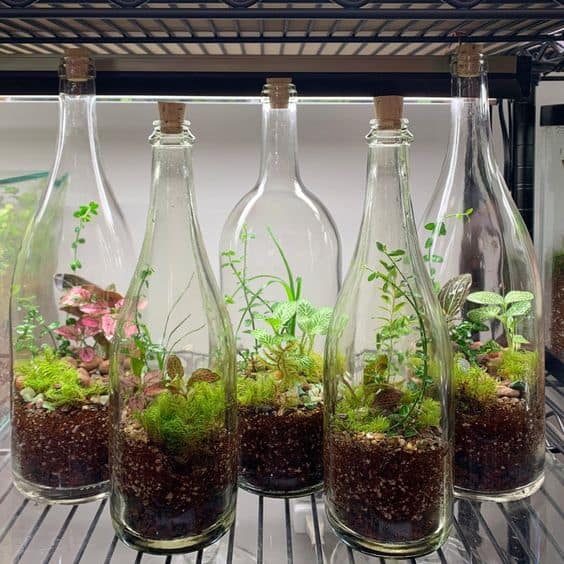 48 terrario em garrafa de vidro Pinterest