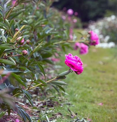 5 jardim com peonias rosa Unsplash