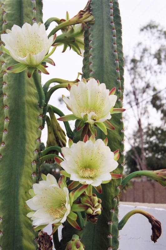 5 mandacaru com flores Natureza Bela
