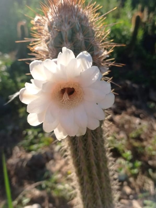 51 cacto com flor branca Cactos Azulao