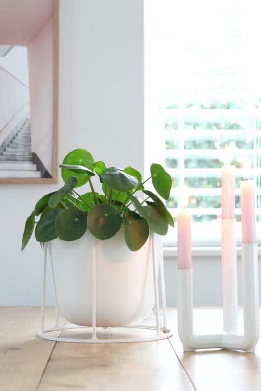 54 planta peperomia na decoracao Pinterest