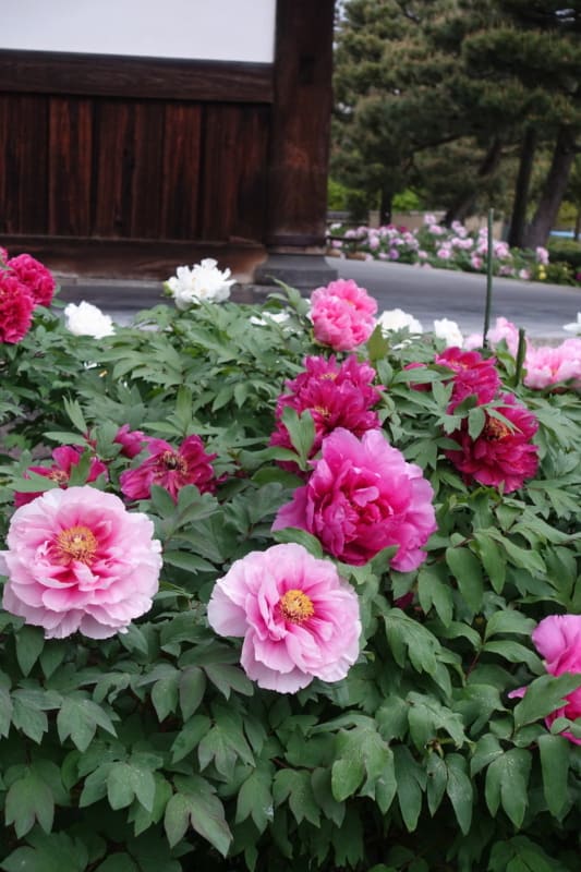 6 jardim com peonias em tom de rosa Fine Gardening