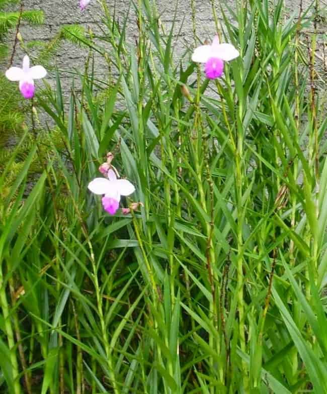 7 dicas para plantar orquidea Orchidsweb