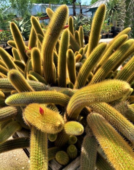 7 especie de cato The Cactus King