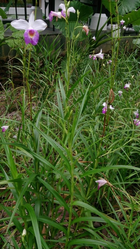 8 como plantar orquidea no solo Wikimedia Commons