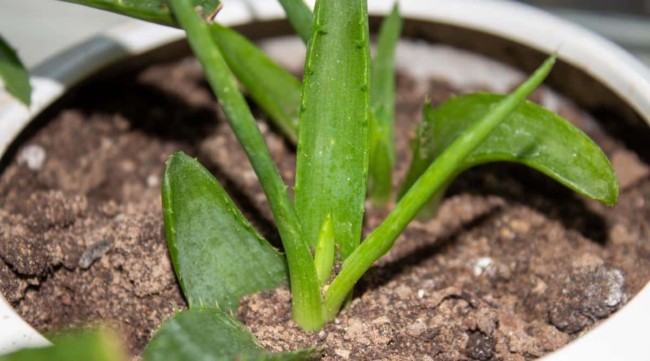 8 dicas para plantar babosa All About Gardening