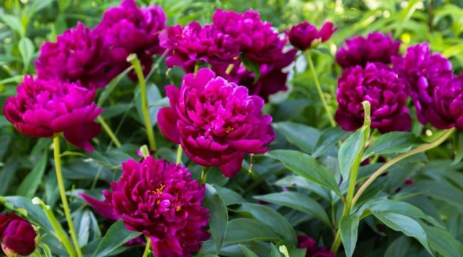 8 jardim com peonias roxa All About Gardening