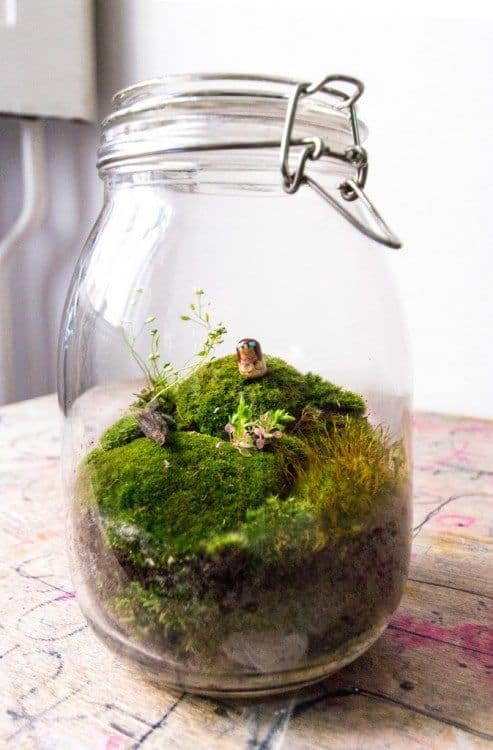 8 terrario simples em pote de vidro Pinterest