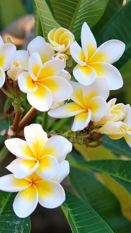 tipos de flores