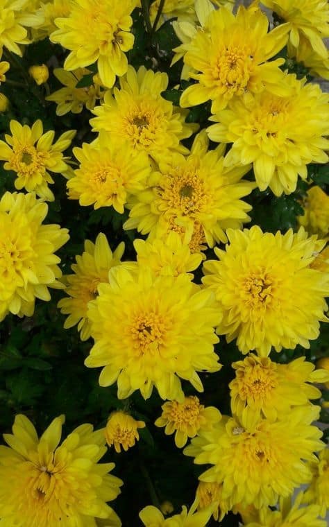 crisantemo amarelo 1