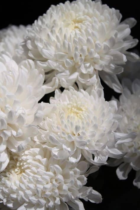 crisantemo branco flores