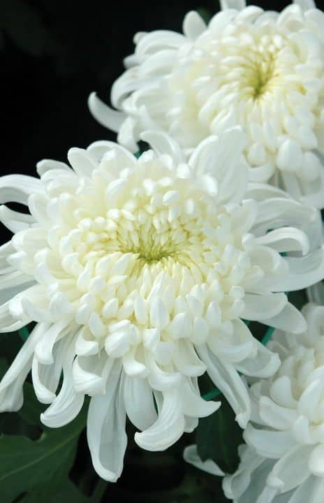crisantemo branco ideias