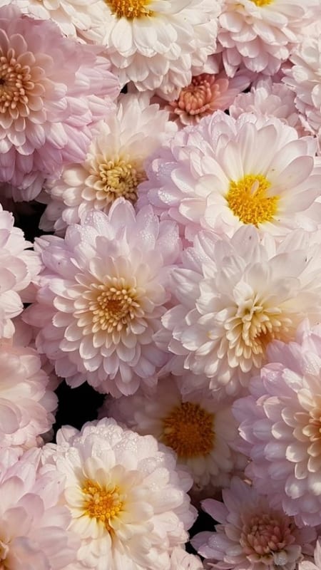 crisantemo branco modelos