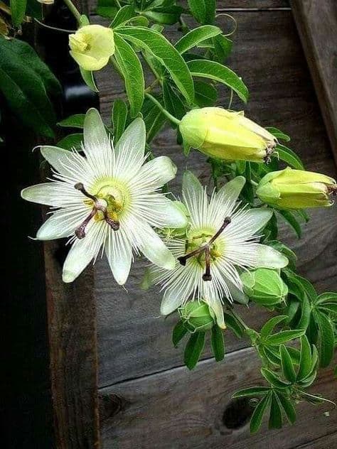 flor branca do maracuja