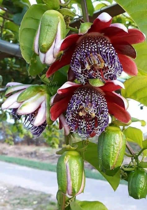 linda flor do maracujazeiro