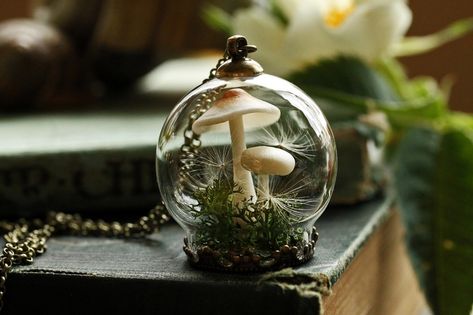 terrario pequeno com cogumelos