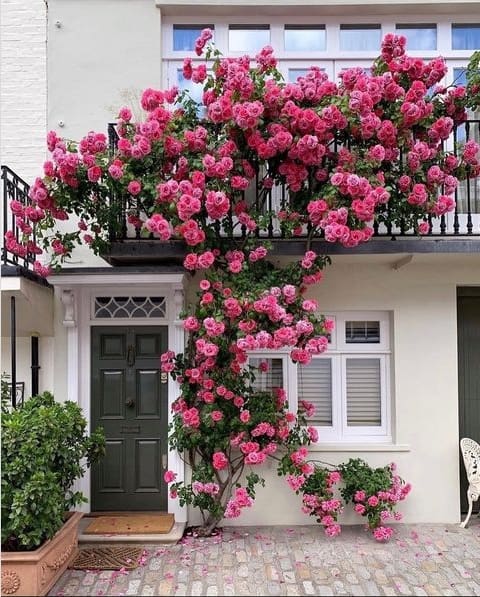 1 fachada com rosa trepadeira Pinterest